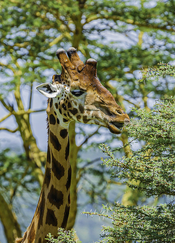罗斯柴尔德长颈鹿(Giraffa camelopardalis rothschildi)是最濒危的长颈鹿亚种之一，野生长颈鹿只有几百只。纳库鲁湖国家公园，肯尼亚。吃东西。